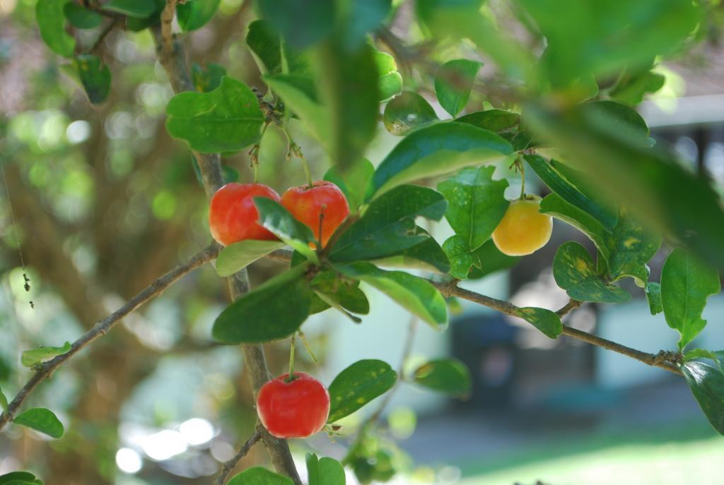 Jardim Da Lagoa